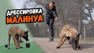 КАК ОТУЧИТЬ СОБАКУ ТЯНУТЬ ПОВОДОК.Дрессировка Бельгийской овчарки МАЛИНУА.