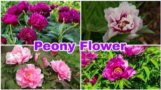 11 Purple Peony Varieties For Your  Flower Garden