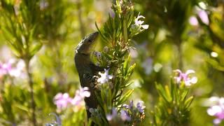 Ria Formosa: Europe’s Majestic Hidden Lagoon