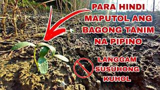  PARA HINDI MAPUTOL ANG BAGONG TANIM ( LANGGAM, KUHOL, SUSUHONG ) KAYA YAN SA GAMIT KO