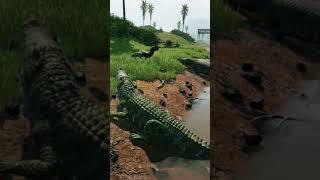 THE ISLE | Why is that CARNO just sitting here? ‍️