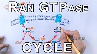 Mechanism of Nuclear Transport | RAN GTPase Cycle