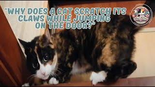 "Why Does a Cat Scratch Its Claws While Jumping on the Door?" 