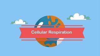 Cellular respiration steps