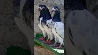 Teddy pigeon Pakistan pigeon Indian pigeon srilankan pigeon #pigeon #addiction #pet2023