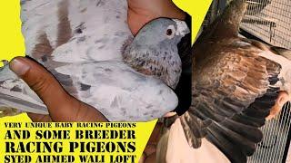 Syed Ahmed Wali | Balochistan Pigeons Racing Club | Breeder Racing Pigeons | Homing Racer Pigeons