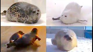 The ULTIMATE bouncing SEALS video