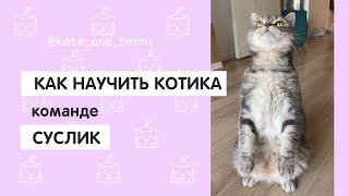 Как научить котика команде СУСЛИК