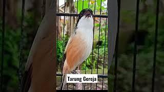 gereja tarung cendet