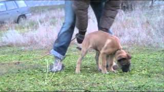 Tuz iz Gratsiano (Ory Lubinov Slovakia & Mecberger Lulu). 2.5 months. Track.
