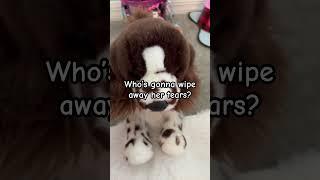 New ship! #essa #essacommunity #emotionalsupportstuffedanimal #shorts #trending #views #douglasdog