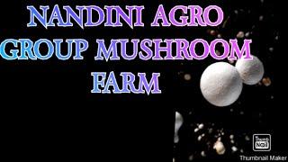 Nandini Agro Group starting mushroom production indoor scene.