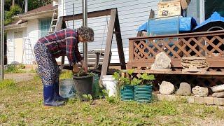A simple day in the country, pickling cucumbers, and making soybean paste stew (Korean country life)