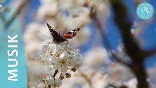 Die vier Elemente der Natur – Musik und Naturfotos von Bruno Gröning Freunden