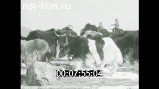 1982г. Тува. горные яки - сарлыки