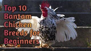 Top 10 Bantam Chicken Breeds for Beginners