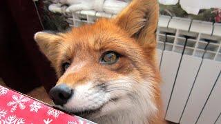 What do my Foxes Eat