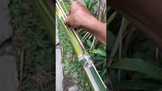 Awesome Bamboo Slingshot #shorts  #diy