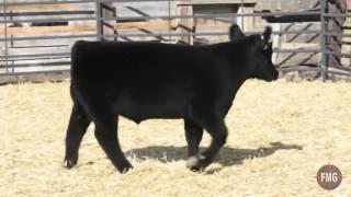 Fillmore Cattle Tag 259