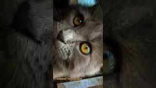Страхи Аркадия  #shorts #кот #котэ #приколыскотами #2022 #коты #котята #приколы2022 #приколы