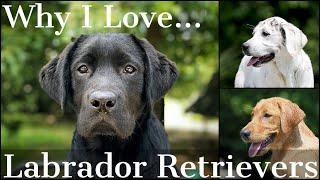 Why I Love the Labrador Retriever Part 1