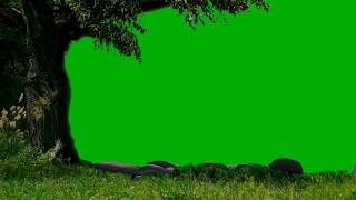 4k green screen big tree & grass nature blown in the wind