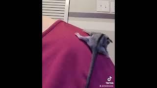 Moonbaby Marsupials Sugar Glider joey Cupid
