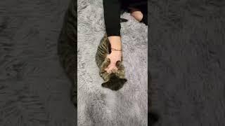 Even worse video, tragic ending #cat #horrorstories #horror