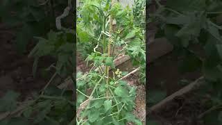 Моя теплица с томатами #shorts #помидоры #томаты #огород #урожай #дача #garden #томаты #сад #лето