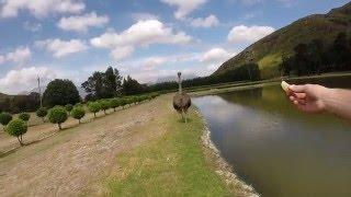 Ostrich chase