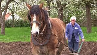 Belgian Draft Horses:master plower plows on ridges