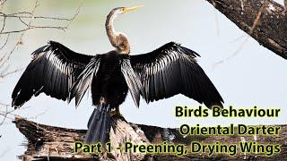 Bird Activities | Oriental Darter | Indian Darter | Snake Bird | Preening and Drying Wings