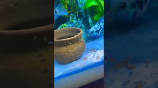 PARROT FISH|100%BREEDING SUCCESSFUL |Fish BreedingAMAZING