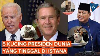 Deretan Kucing Presiden yang Tinggal di Istana, Bobby Kartanegara hingga Socks di Gedung Putih