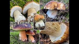 Steinpilze, Fichtensteinpilze, Boletus edulis | Porcini mushrooms | Jahresrückblick | 2021