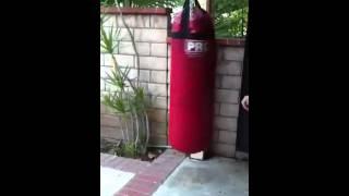 Boxing German Shepherd