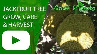 Jackfruit tree growing and care
