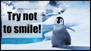 Funny and Cute Penguin Video Compilation | Try not to smile 2018 ( Winter edition )