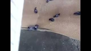 Pigeons being sucked in at a grain factory in russia