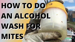 How to do an alcohol wash for mites