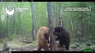 Craziest Bear Fight Ever Caught On Trail Cam!! - HUMANIMAL