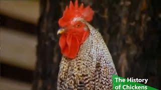 The Natural History of Chickens (Nature Documentary)