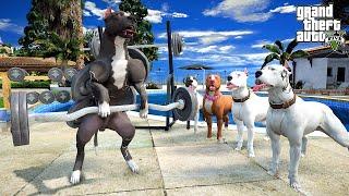TERMİNATÖR EVDE VÜCUT GELİŞTİRİYOR VE AŞIRI GÜÇLENİYOR! - GTA 5 PİTBULL'UN HAYATI