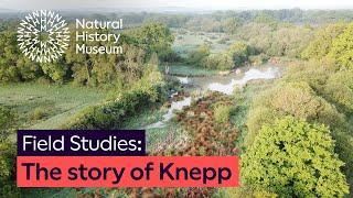 The story of Knepp: A rewilding success | Field Studies