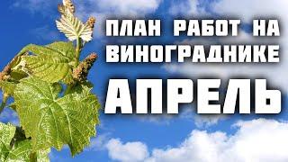 План работ на винограднике в апреле