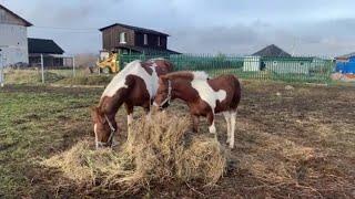 Сдаю денники в аренду. мой первый постоялец.