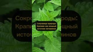 Сокровища природы: крапива как мощный источник витаминов #натуральное #юмор #народнаямедицина