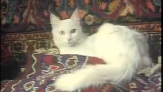 BBC Cats (1991) - Ankara & Van.avi