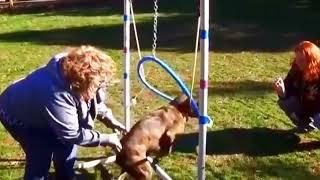 Funny Videos  of Animals at Home