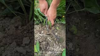 Plantain #agriculture #farmer#shorts